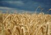 The Cross for Glory: Becoming a grain of wheat
