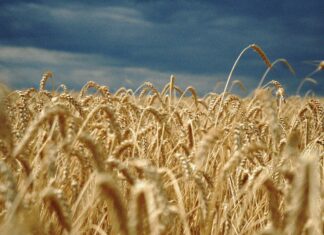 The Cross for Glory: Becoming a grain of wheat